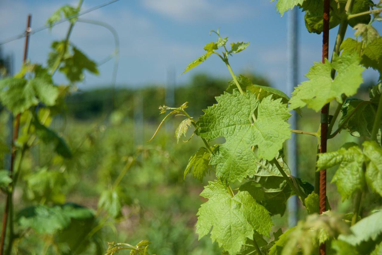 Agriturismo Albarello ソーナ エクステリア 写真
